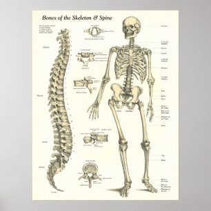Bones of the Skeleton & Spine Anatomy Poster