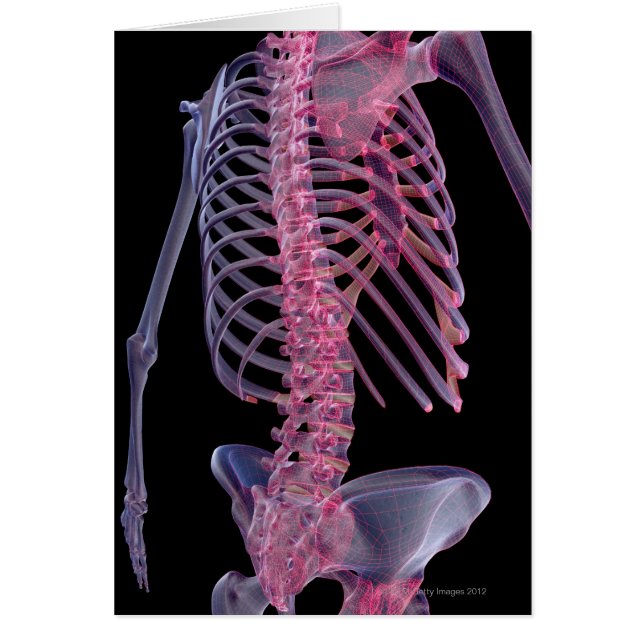 Bones of the Trunk (Front)