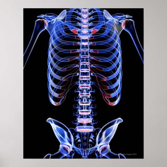 Bones of the Trunk 2 Poster (Front)