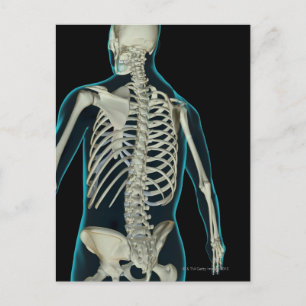 Bones of the Upper Body 2 Postcard