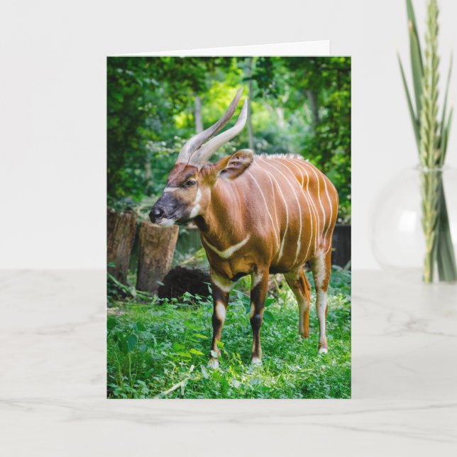 Bongo Antelope Card (Front)