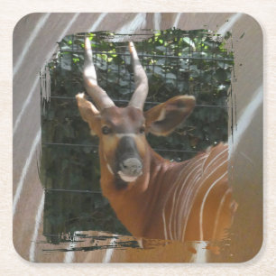Bongo Antelope & Skin Border Coaster