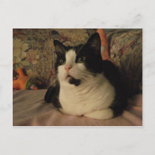 BONGO POSTCARD