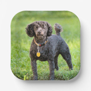 BonJour    Paper Plate