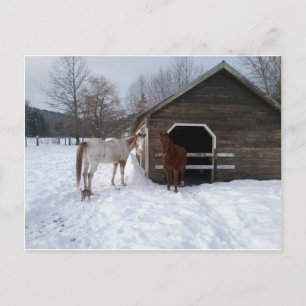 Bonnie & Clyde Postcard