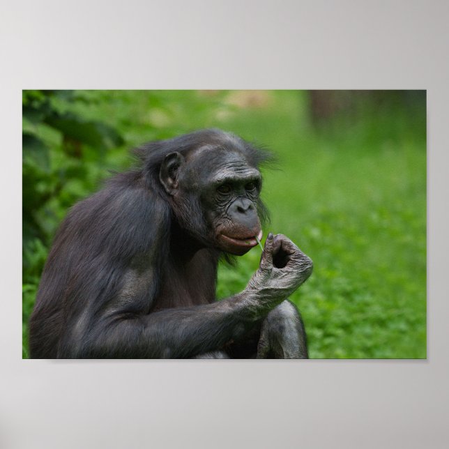 Bonobo Ape Portrait Poster (Front)