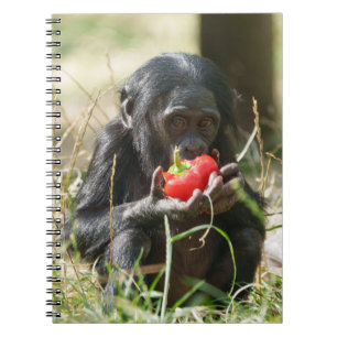 Bonobo's Picnic Notebook