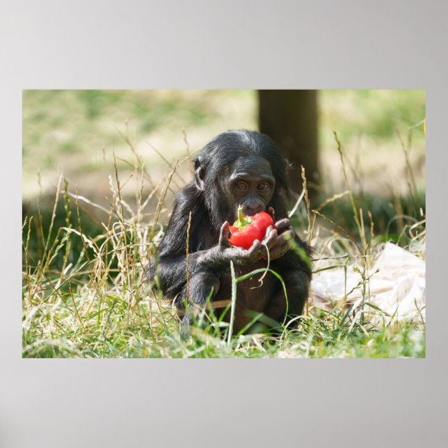 Bonobo's Picnic Poster (Front)