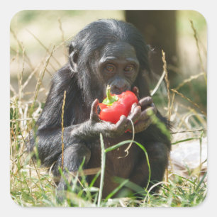 Bonobo's Picnic Square Sticker