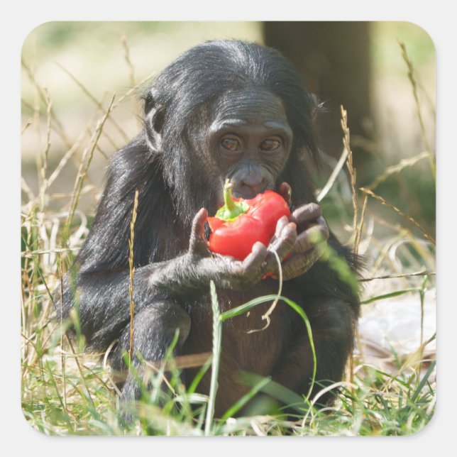 Bonobo's Picnic Square Sticker (Front)