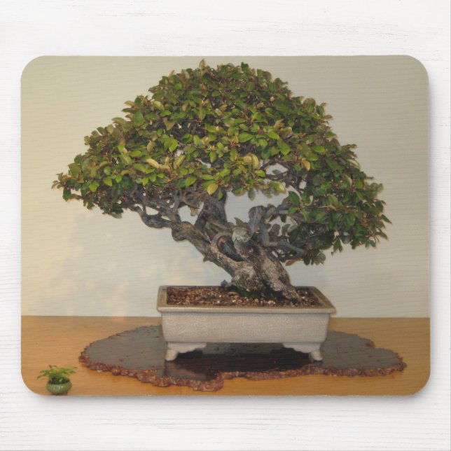 Bonsai at National Arboretum, Washington D.C. Mouse Pad (Front)