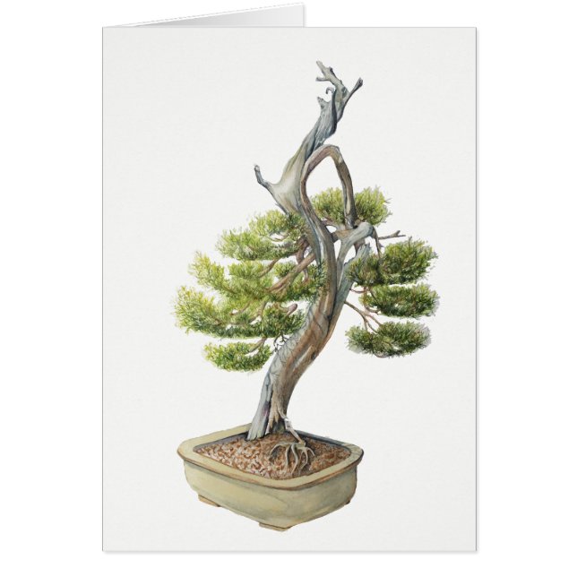 Bonsai Card (5" x 7"),  white envelopes included (Front)