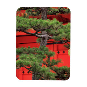 Bonsai Pine Tree Magnet