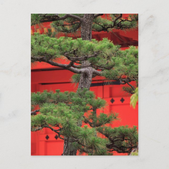 Bonsai Pine Tree Postcard (Front)
