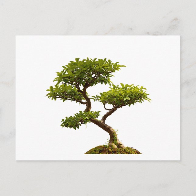 Bonsai plant postcard (Front)