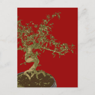 Bonsai Postcard