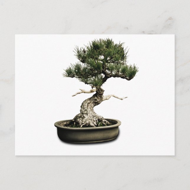 Bonsai Postcard (Front)