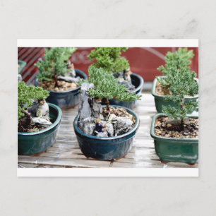 Bonsai Tree Postcard