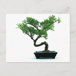 Bonsai Tree Postcard