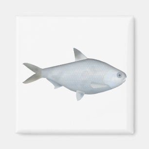 Bony Bream Magnet
