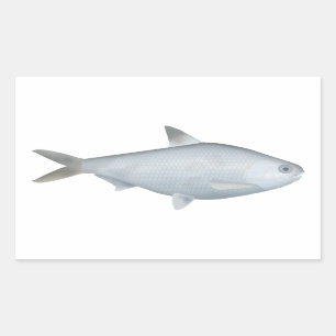 Bony Bream Rectangular Sticker