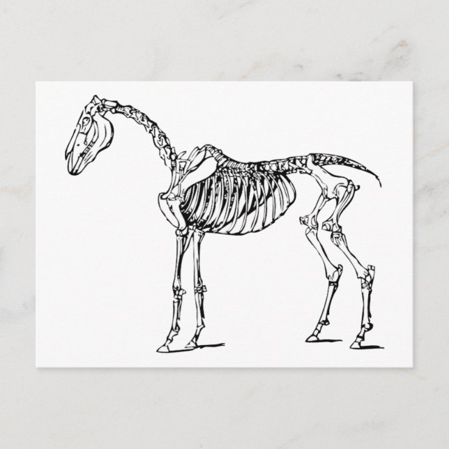 Bony Horse Postcard (Front)