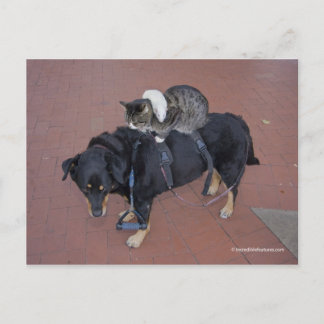 Booger, Kitty, and Mousey on State Street Postcard