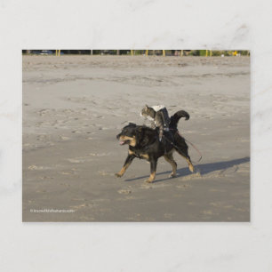 Booger, Kitty, and Mousey on the Beach Postcard