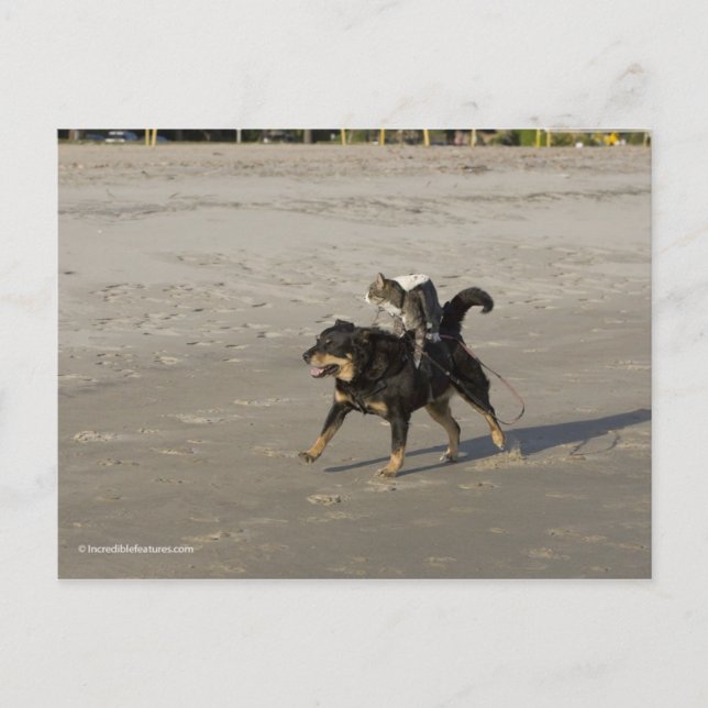 Booger, Kitty, and Mousey on the Beach Postcard (Front)
