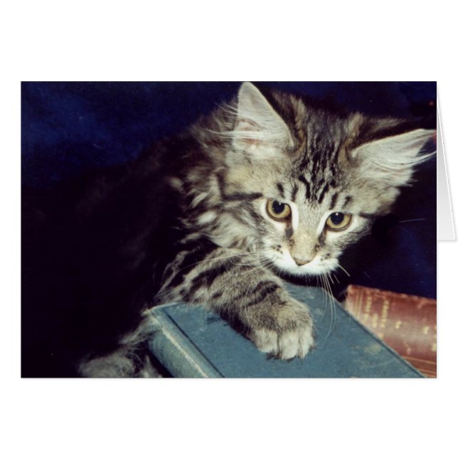 Books and Cats (Front Horizontal)