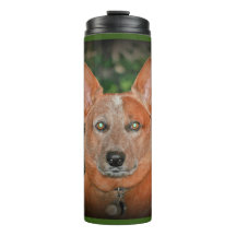 "Boomer" Red Heeler Dog Thermal Tumbler
