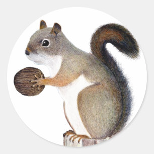 Boomer Squirrel Classic Round Sticker