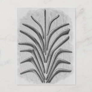 Boomerang and boomerang shaped clubs postcard