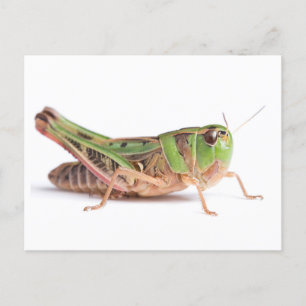 Boopie Grasshopper Closeup Photo Postcard