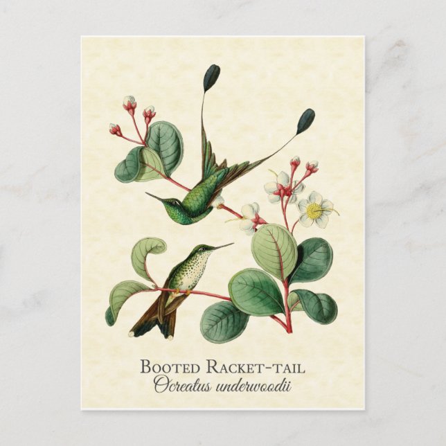 Booted Racket Tail Hummingbirds Art Postcard (Front)