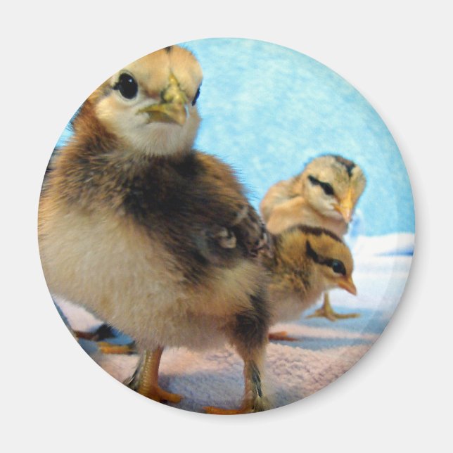 Boots and Friends, Chicks Magnet (Front)