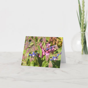 Borage (Borago officinalis) card