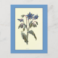 "Borage" Botanical Illustration