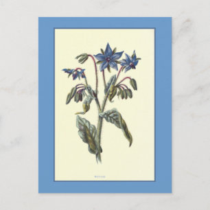 "Borage" Botanical Illustration Postcard