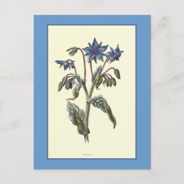 "Borage" Botanical Illustration Postcard (Front)
