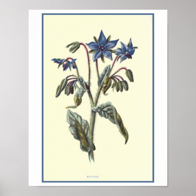 "Borage" Botanical Illustration Poster (Front)