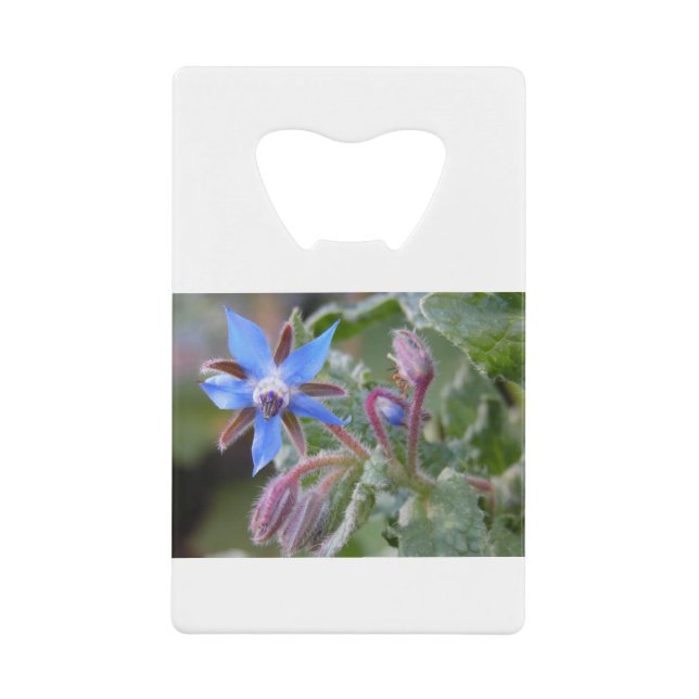 Borage Star Flower (Front)