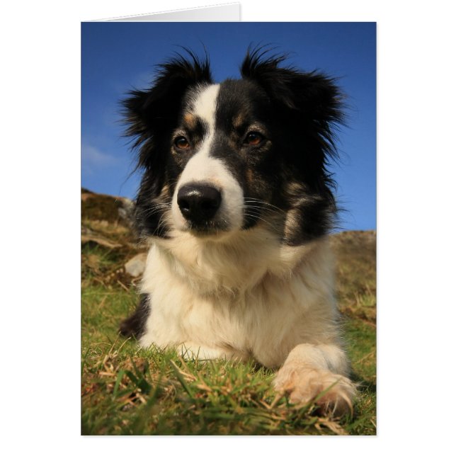 Border Collie (Front)