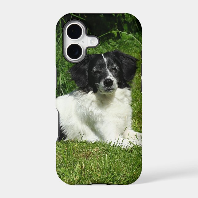 Border Collie (Back)