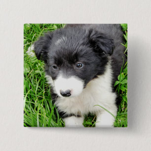 BORDER COLLIE 15 CM SQUARE BADGE