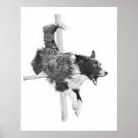 Border Collie Agility Dog Canine Art Dog Drawing