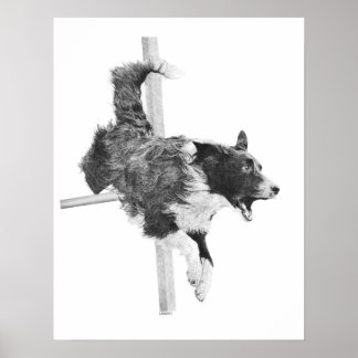 Border Collie Agility Dog Canine Art Dog Drawing Poster