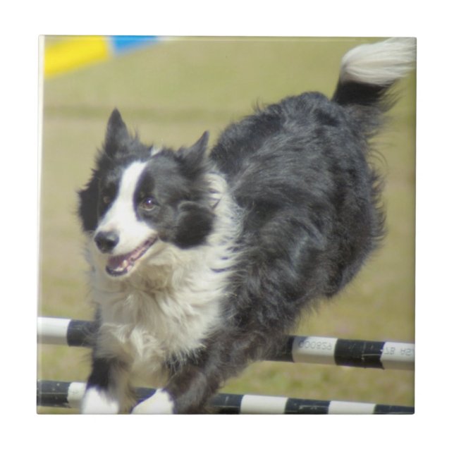Border Collie Agility Tile (Front)