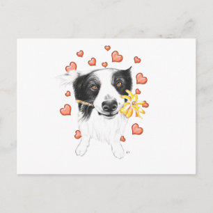 Border Collie And Hearts Postcard