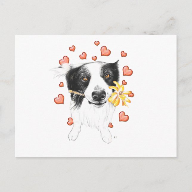 Border Collie And Hearts Postcard (Front)